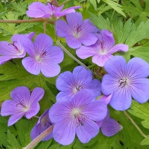 6x Storchschnabel 'Blue Sunrise'®' - Geranium ‘Blue Sunrise’® - Topf 9x9cm
