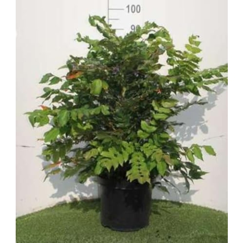 Mahonia japonica (bealei) - Mahonie 50-60 cm - Container