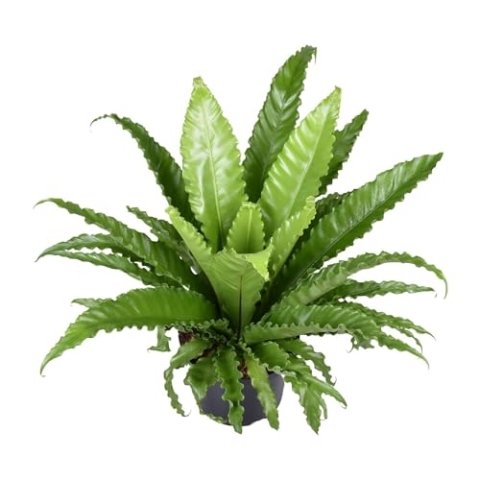 Asplenium Antiquum Osaka - 50-60cm - Ø23cm - Zimmerpflanze - Immergrün