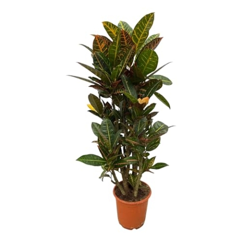 Trendyplants - Codiaeum Petra verzweigt - Croton - Zimmerpflanze - Höhe 90-110 cm - Topfgröße Ø21cm