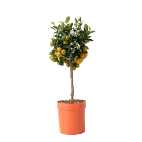 Plant in a Box - Citrus Calamondin - Orangenbaum/mandarinenbaum Essbar - Topf 19cm - Höhe 50-65cm