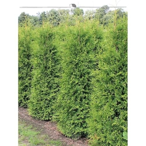 Thuja Brabant 180-200 cm. 8 Lebensbäume. Immergrün, Winterhart, Sichtschutz