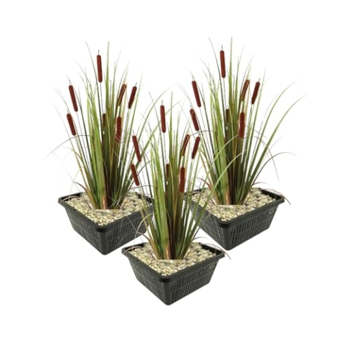 vdvelde.com - Grote Lisdodde - 12 stuks - 3 Vijvermanden - Typha Latifolia Rietsigaar - • Waterplant• Volgroeide hoogte: 120 cm• Plaatsing: -1 tot -20 cm
