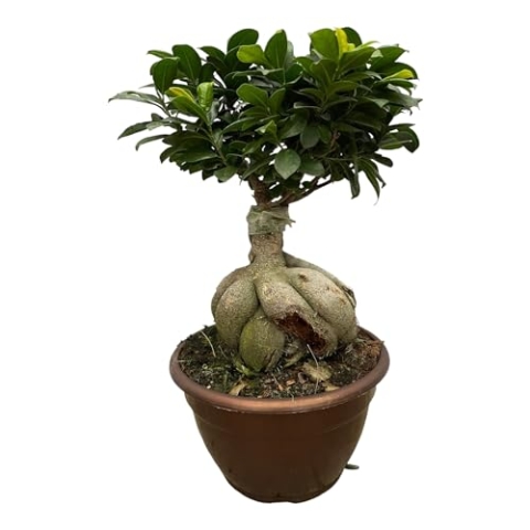 Trendyplants - Ficus Microcarpa Ginseng - Bonsai - Zimmerpflanze - Höhe 40-60 cm - Topfgröße Ø25cm