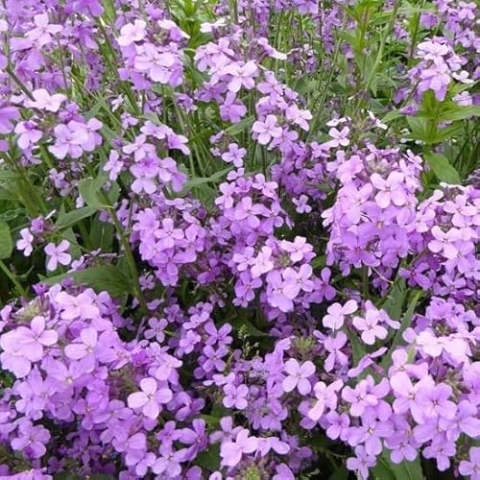 6x Gewöhnliche Nachtviole - Hesperis matronalis - Topf 9x9cm