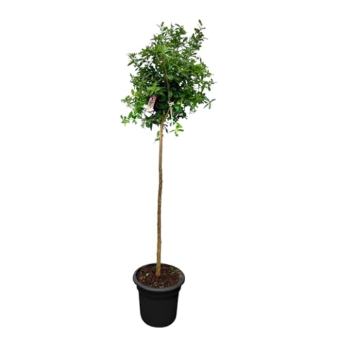 Sunny Tree - Granatapfelbaum - Winterhart - Obstbaum - Punica Granatum - Hohe 160 zentimeter - A+ ware