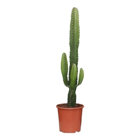 Trendyplants - Euphorbia Acrurensis - Kaktus - Höhe 40-60 cm - Topfgröße Ø17cm