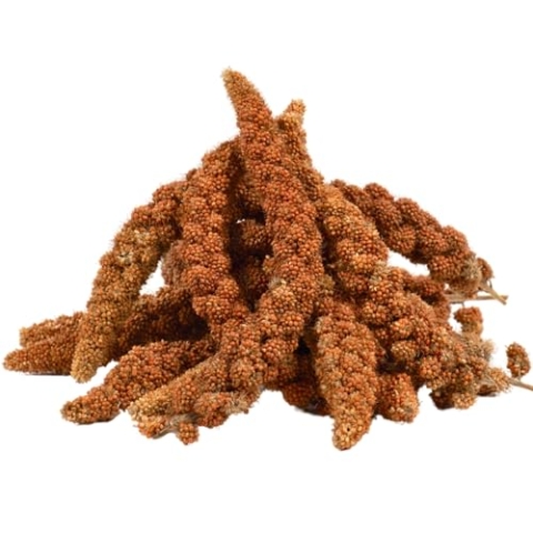 Lyra Pet® | 4 kg Kolbenhirse rot | Vogelfutter für Sittiche & Kanarienvögel | Handverlesene Hirse | Natürliche Nährstoffquelle für Vögel | Für das ganze Jahr | Hirsekolben für für Zier- und Wildvögel