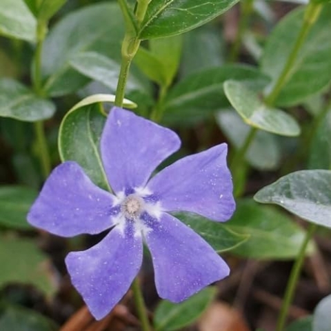 24 x Großblättriges Immergrün - Vinca major Topf 9x9cm, für 3m² : Ein charmanter, bodendeckender Halbstrauch für Ihren Garten