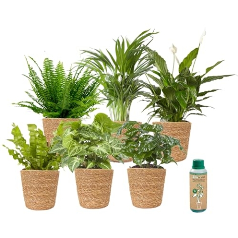 vdvelde.com - Ecoworld Grüne Zimmerpflanzen Echt - 6er Set Pflegeleicht und Luftreinigende Grünpflanzen - Wenig Licht Benötigt - Mit übertopf und Zimmerpflanzen Dünger - Topf Ø12 / Höhe 40 cm