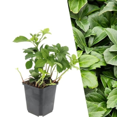 Plants by Frank | 60 Ysander Pflanzen | Pachysandra terminalis | Bodendecker winterhart mehrjährig | Pflanzen für Garten | Stauden winterhart mehrjährig | Gartenpflanzen