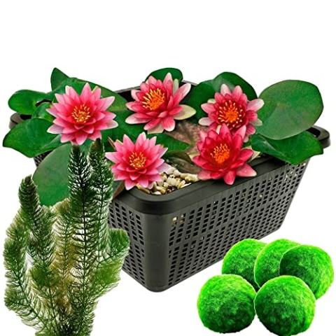 vdvelde.com - Mini Waterlelie - Rood + Zuurstofplanten tegen Algen - • Combi set• 8 planten• Plaatsing: -10 tot -100 cm
