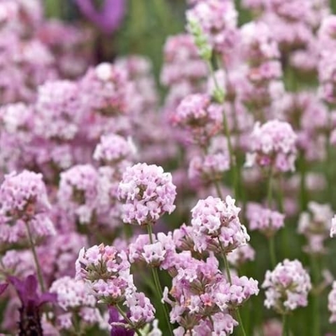 6x Lavendel 'Rosea' - Lavandula ‘Rosea' - Topf 9x9cm