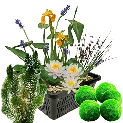 vdvelde.com - Mini Teichset - Weiß + Sauerstoffpflanzen gegen Algen - 1 Weiße Seerose, 3 Blühende Wasserpflanzen, 5 Mooskugeln und 6 Hornblatt - inklusive Teichkorb