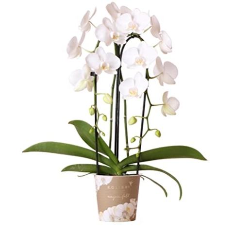 Kolibri Orchids | weiße Phalaenopsis-Orchidee - Niagara Fall - Topfgröße Ø12cm | blühende Zimmerpflanze - frisch vom Züchter