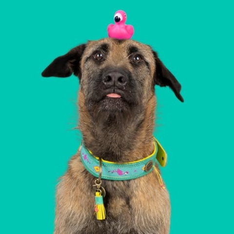 Dog with a Mission - Hundehalsband XXS | Chogogo | Leder Türkis, rosa, gelb | Hübsch, Boho, Hippie | Kleine Hunde | Handgemacht | Modisch und Bunt | Aus weichem Echtes Leder | Luxe | 1,5 cm Breit