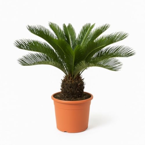 Trendyplants - Cycas Revoluta - Japanische Sago-Palme - Gartenpflanze - Höhe 60-80 cm - Topfgröße Ø24cm