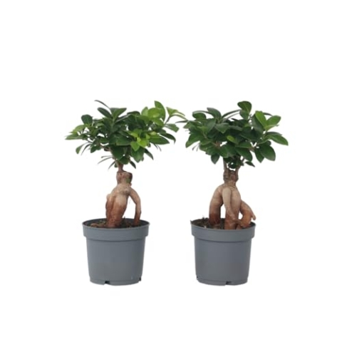 Plant in a Box - Ficus microcarpa Ginseng - 4er Set - Bonsai Baum - Zimmerpflanzen - Topf 12cm - Höhe 30-40cm
