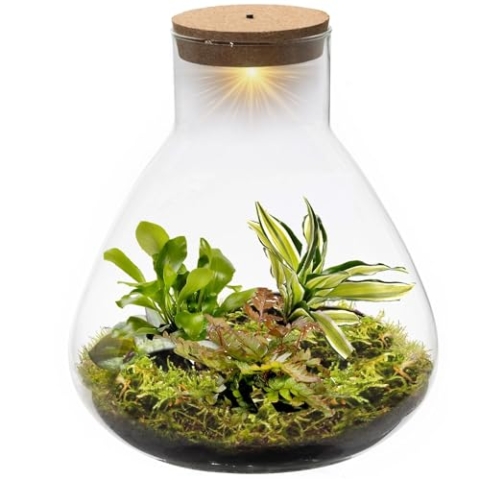 vdvelde.com - Jungle Piramide XL - Farne Pflanze - Glas Ø 30 cm ↥ 32 cm - Mit Licht