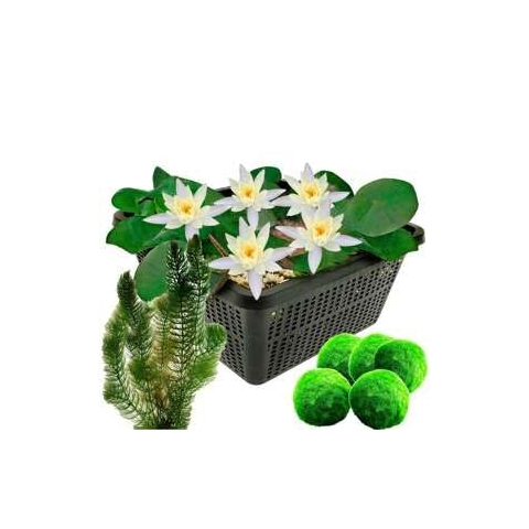 vdvelde.com - Mini Waterlelie - Wit + Zuurstofplanten tegen Algen - • Combi set• 8 planten• Plaatsing: -10 tot -100 cm