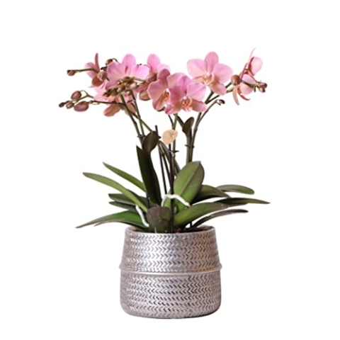 Kolibri Orchids | Rosa Phalaenopsis-Orchidee - Treviso im Groove-Topf silber - Topfgröße Ø12cm - 35cm hoch | blühende Zimmerpflanze im Blumentopf - frisch vom Züchter