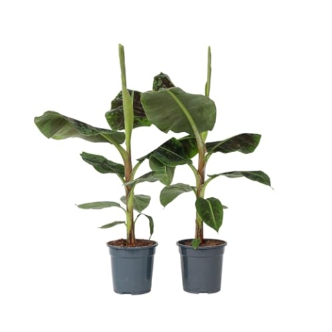 Plant in a Box - Satze von 2 - Musa 'Dwarf Cavendish' - Zimmerpflanze - Bananenplanze - Topf 21cm - Höhe 90-100cm