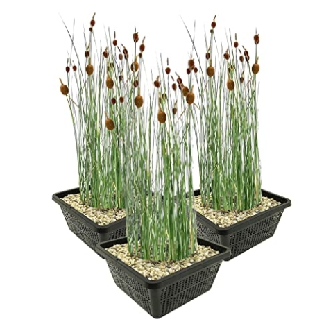 vdvelde.com - Dwerglisdodde - 12 stuks - 3 Vijvermanden - Typha Minima - • Moerasplant• Volgroeide hoogte: 60 cm• Plaatsing: -1 tot -10 cm
