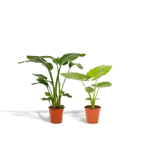 La Green Touch Strelitzia Nicolai, Alocasia Macrorrhiza – 2 Stück – Zimmerpflanze – Topf 19 cm, Höhe 80 cm