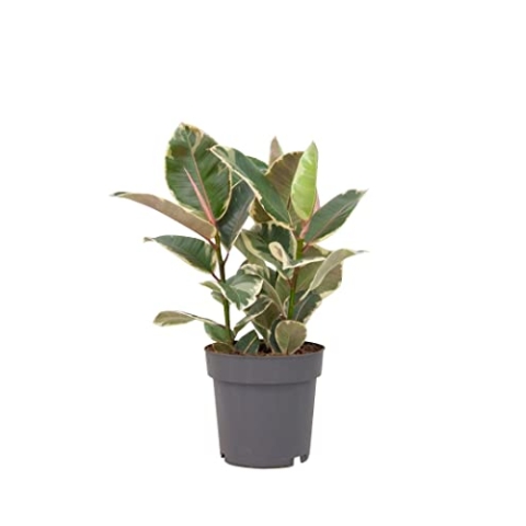 PLNTS - Ficus Tineke (Feigen) - Zimmerpflanze Echt, Nachhaltige Verpackung Gummibaum- Inklusive 27cm Topf - Höhe 100cm - Direkt von der Gärtnerei