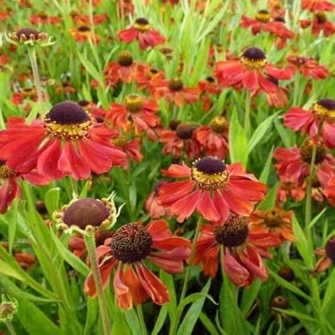 6x Sonnenbraut 'Kupferzwerg' - Helenium ‘Kupferzwerg’ - Topf 9x9cm