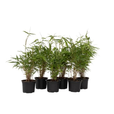 Plant in a Box - Fargesia Rufa - 6er Set - Bambus Pflanze - Nicht invasiv - Grüner Bambus - Winterhart - Topf 13cm - Höhe 25-40cm