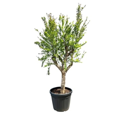 Sunny Tree Granatapfelbaum, 200 cm, Winterhart, Punica Granatum, Größe L