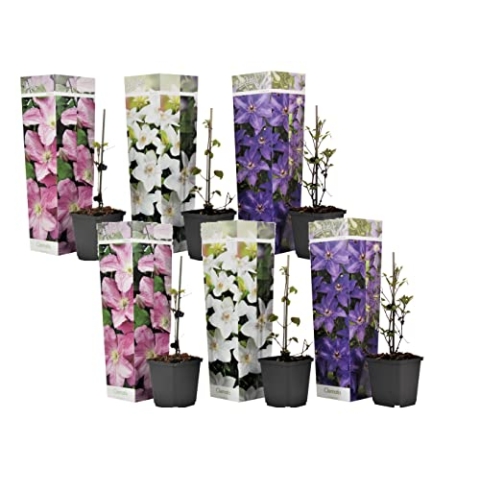 Plant in a Box - Clematis Kletterblumen Winterhart - Mix von 6 Pflanzen - Topf 9cm - Höhe 25-40cm