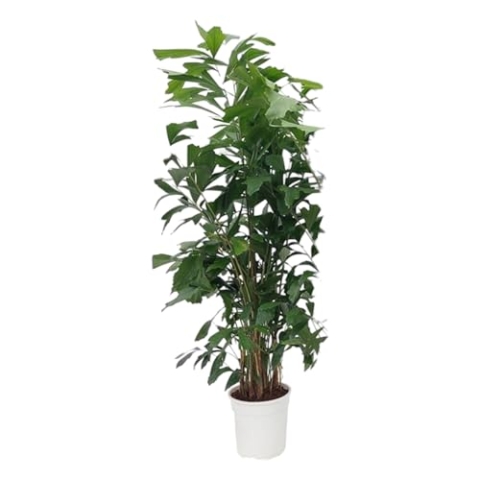 Trendyplants - Caryota Mitis - Fischschwanzpalme - Zimmerpflanze - Höhe 160-180 cm - Topfgröße Ø24cm