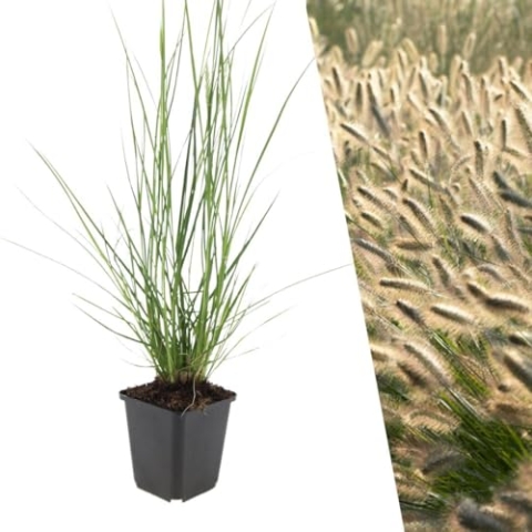 Plants by Frank | 12 Lampenputzergras Pflanzen | Pennisetum alop. 'Hameln' | Bodendecker winterhart mehrjährig | Pflanzen für Garten | Stauden winterhart mehrjährig | Gartenpflanzen