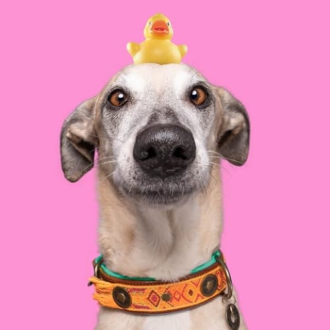 DWAM Dog with a Mission - Hundehalsband - Verstellbar - Weichem Leder – Orange – XL – Leder – Halsumfang zwischen 47–57 x 4 cm – Boho Chica
