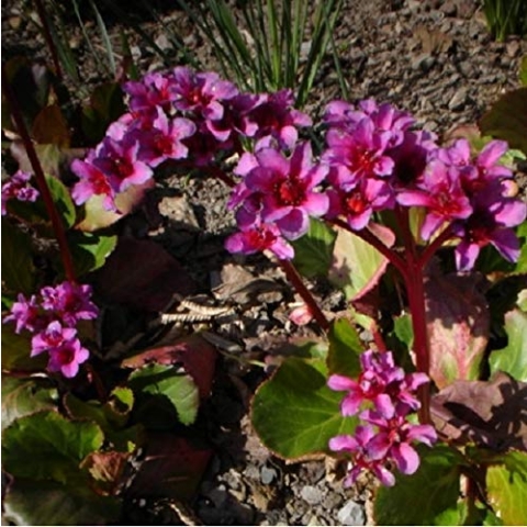 6 x Bergenie 'Morgenröte' - Bergenia 'Morgenrote' Topf 9x9cm: Rote Blätter im Herbst, rosa Blüten, anspruchslos.