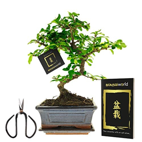 vdvelde.com - Bonsaiworld Bonsai Baum Starter Kit - Ideales Änfanger Pflegeset mit Buch & Schere - Zimmerbonsai Echt S-Form, ca. 10 Jahre alt - Pflegeleicht, tolle Dekoration - Höhe: 25-30 cm