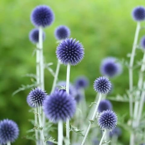 6x Kugeldistel 'Veitchs Blue' - Echinops ritro ‘Veitch’s Blue’ - Topf 9x9cm