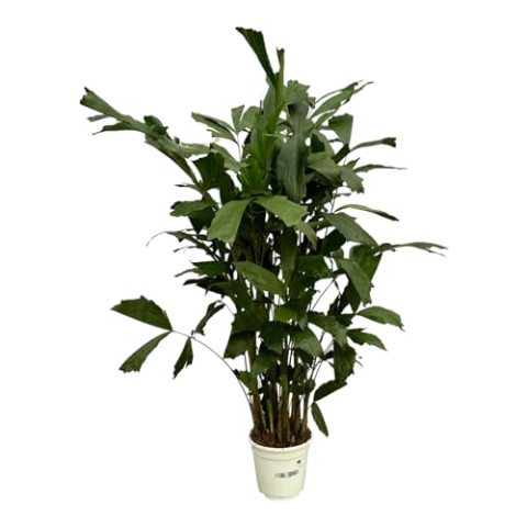 Trendyplants - Caryota Mitis - Fischschwanzpalme - Zimmerpflanze - Höhe 110-130 cm - Topfgröße Ø19cm