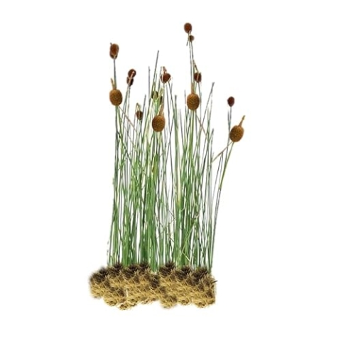 vdvelde.com - Dwerglisdodde - 15 stuks - Losse Pluggen - Typha Minima - • 15 moerasplanten voor 1 m² • Volgroeide hoogte: 60 cm • Plaatsing: -1 tot -10 cm