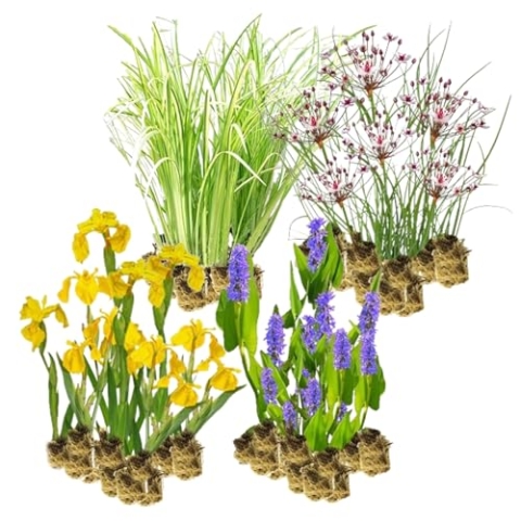 vdvelde.com - Helophyten Filterpflanzen Paket - L - 3-4 m² - 60 pflanzen für 3-4 m² - Bepflanzung mit Helophytenfiltern - Platzierung: -1 bis -20 cm