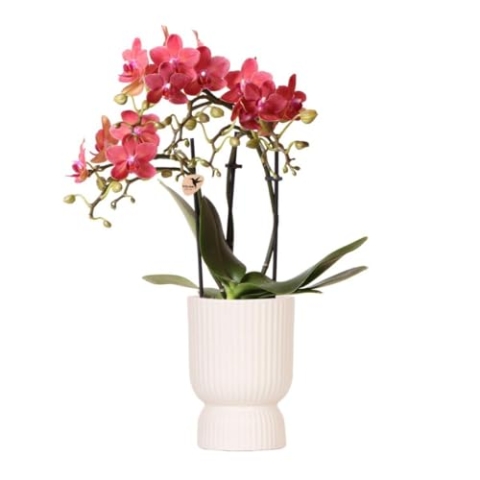 Kolibri Orchids | rosa lila Phalaenopsis Orchidee - El Salvador + Diabolo travertine - Topfgröße Ø9cm | blühende Zimmerpflanze - frisch vom Züchter