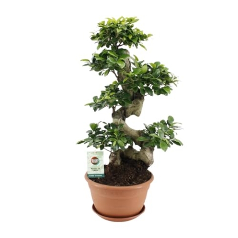 Ficus microcarpa Ginseng - 60-70cm - Ø27cm - Zimmerpflanze - Immergrün