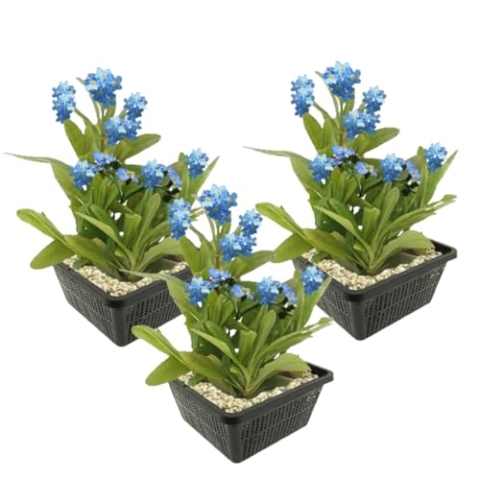 vdvelde.com - Moerasvergeet-mij-nietje - Mysotis Palustris - 12 stuks - • Sterk filterende bodemkruiper• Volgroeide hoogte: 60 cm• Plaatsing: -1 tot -20 cm