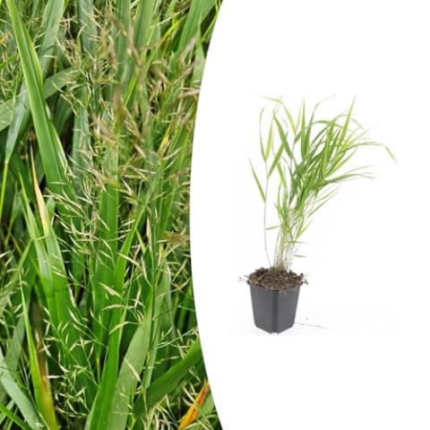 Hakonechloa macra | 6 Stücke - 10-25cm - Ø9cm - Gartenpflanze
