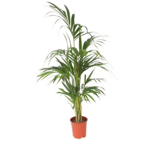 Plant in a Box - Howea forsteriana - Kentia Farn-Palme - Zimmerpflanze - Immergrün - Topf 21cm - Höhe 130-140cm
