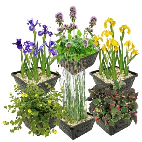 vdvelde.com - Moerasplanten Set - L - • Combi set• 24 planten• Plaatsing: -1 tot -10 cm