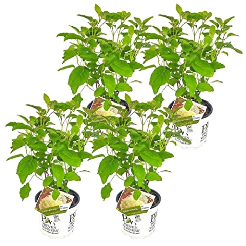 4x Hortensie 'Strong Annabelle' - Hortensie - Strauch - Winterhart – ⌀19 cm - 40-50 cm
