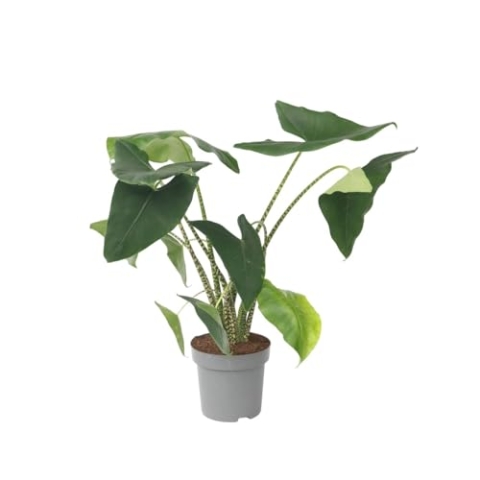 Plant in a Box - Alocasia zebrina - Gröse Luftreinigende Zimmerpflanze - Topf 32cm - Höhe 140-150cm